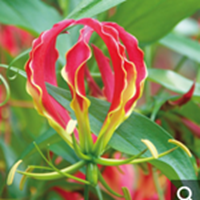 花の写真